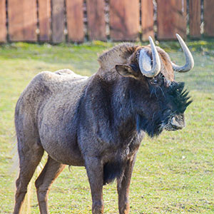 GNU rodzaj ssaka z podrodziny antylop w obrębie rodziny wołowatych.