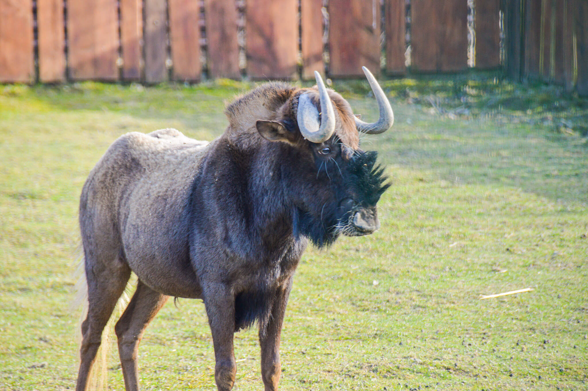 GNU rodzaj ssaka z podrodziny antylop w obrębie rodziny wołowatych.