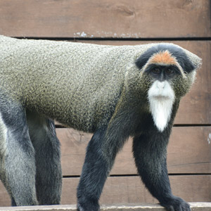 Koczkodany nadobne są również czasami nazywane małpami bagiennymi. 