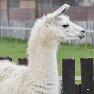 Lama - Uważana za jeden z pierwszych „gatunków” celowo stworzonych przez człowieka.