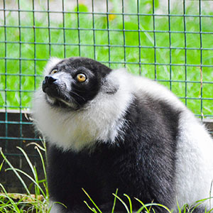 Siedzący lemur Wari czarno-biały, lemur wari – gatunek ssaka z rodziny lemurowatych. Największy ze swojego gatunku.