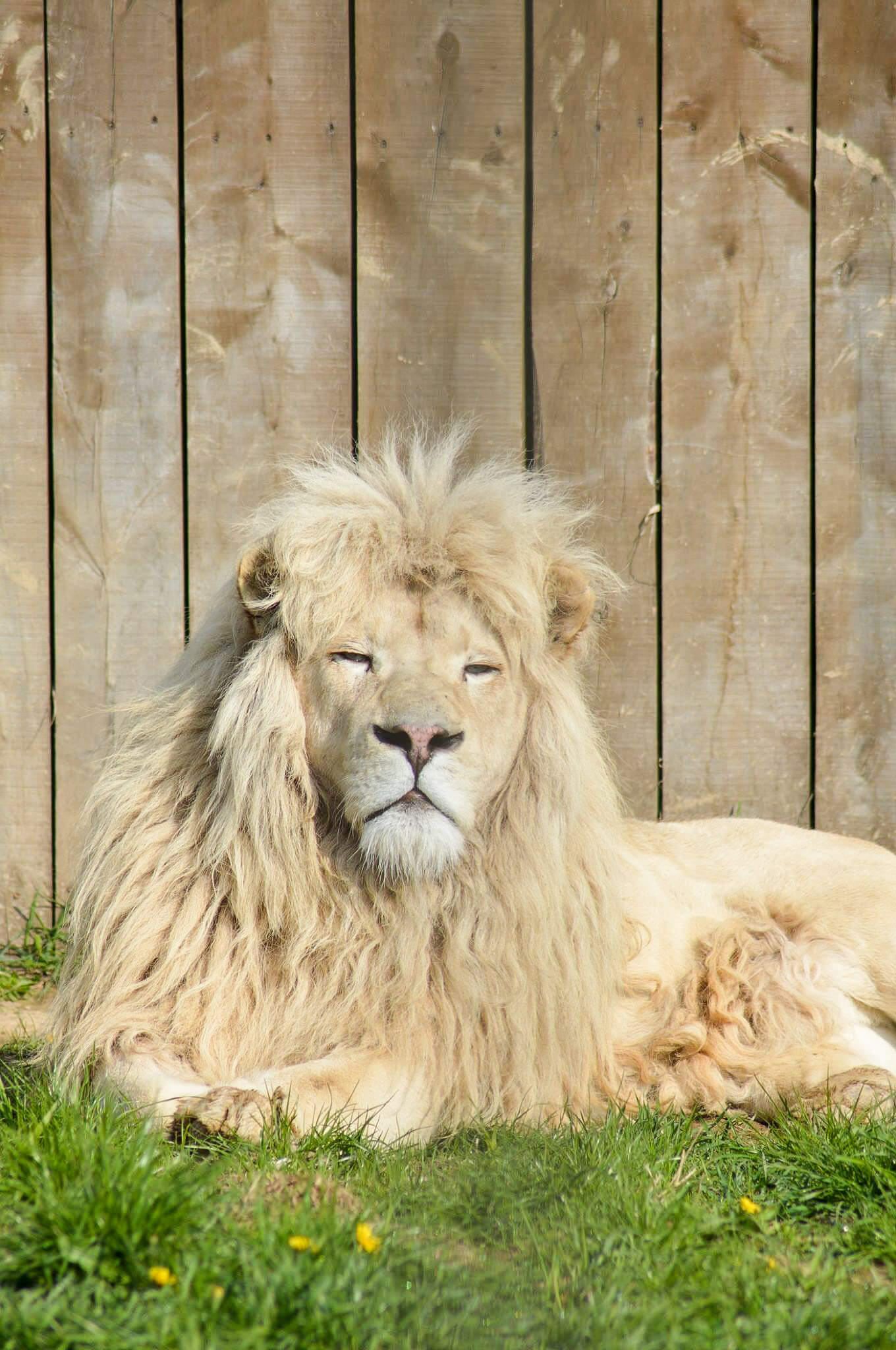 Nasz ukochany biały lew afrykański. Biały lew to rzadka mutacja kolorystyczna lwa, szczególnie lwa południowoafrykańskiego.