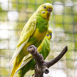 Papuga falista - żyje w stadach, potrafi gromadzić się w grupach do 15 tysięcy osobników. 