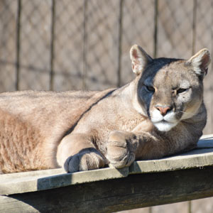 Puma płowa - Jest zwierzęciem bardzo zwinnym i szybkim.