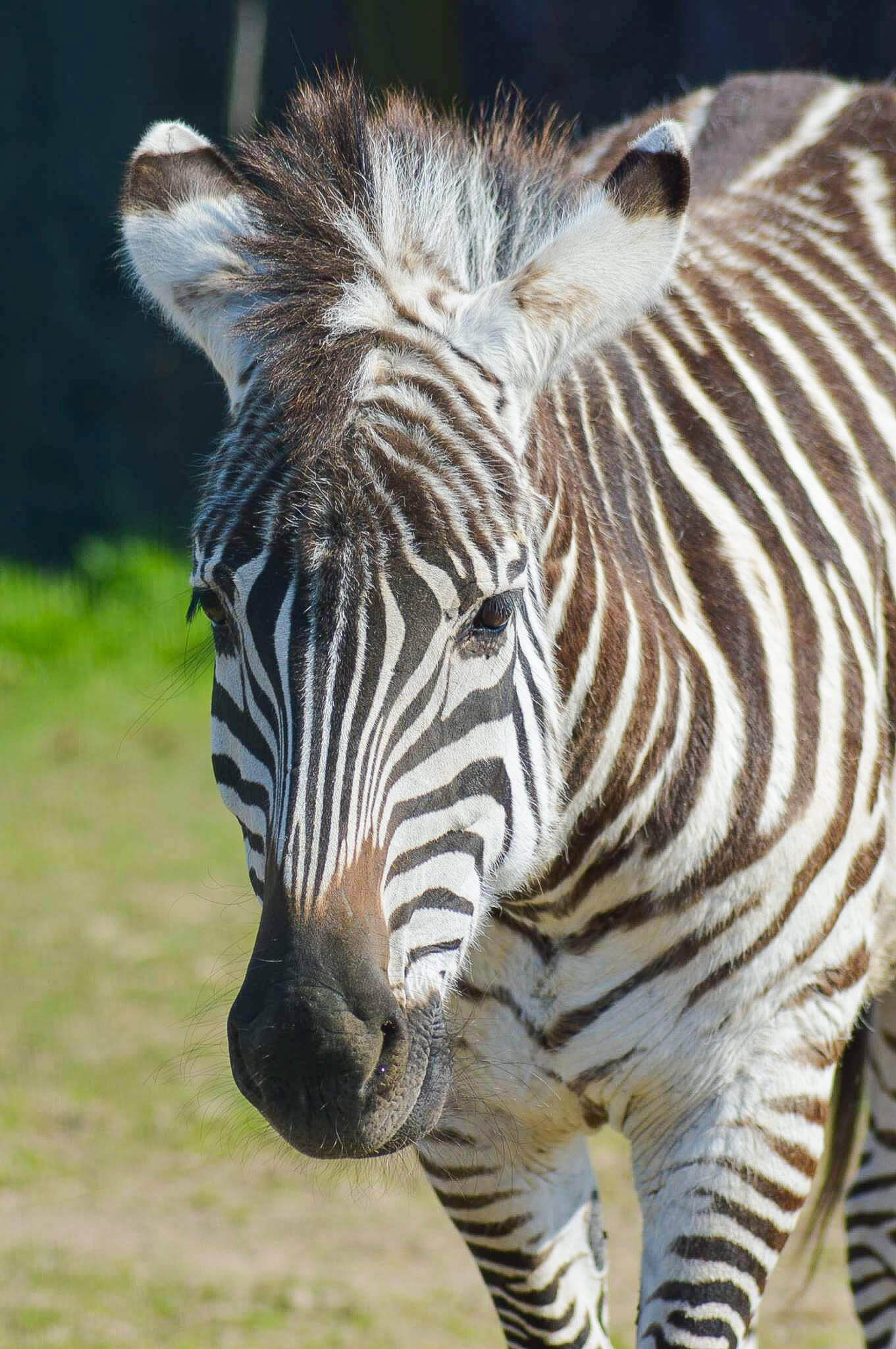 Zebra patrząca się na odwiedzających.