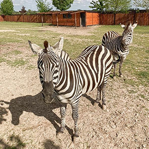 Zebra - ssak z rodziny koniowatych. Bardzo przyjemne zwierzęta lubiące zabawę.